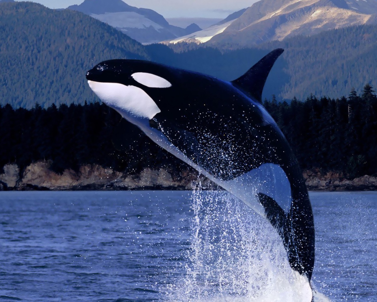 Косатка выпрыгнула из воды