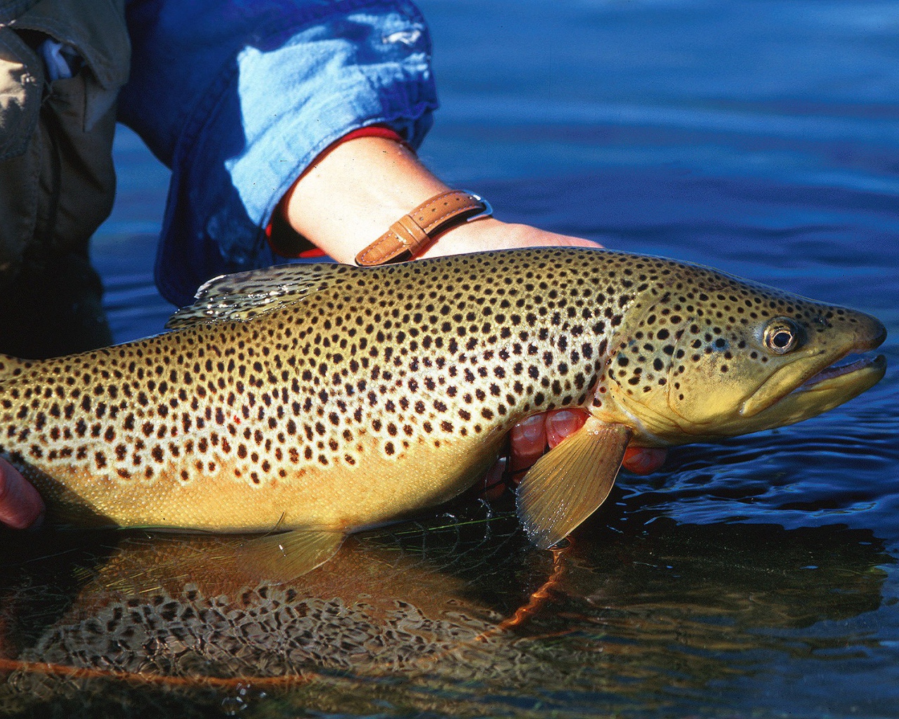 Большая пятнистая рыба