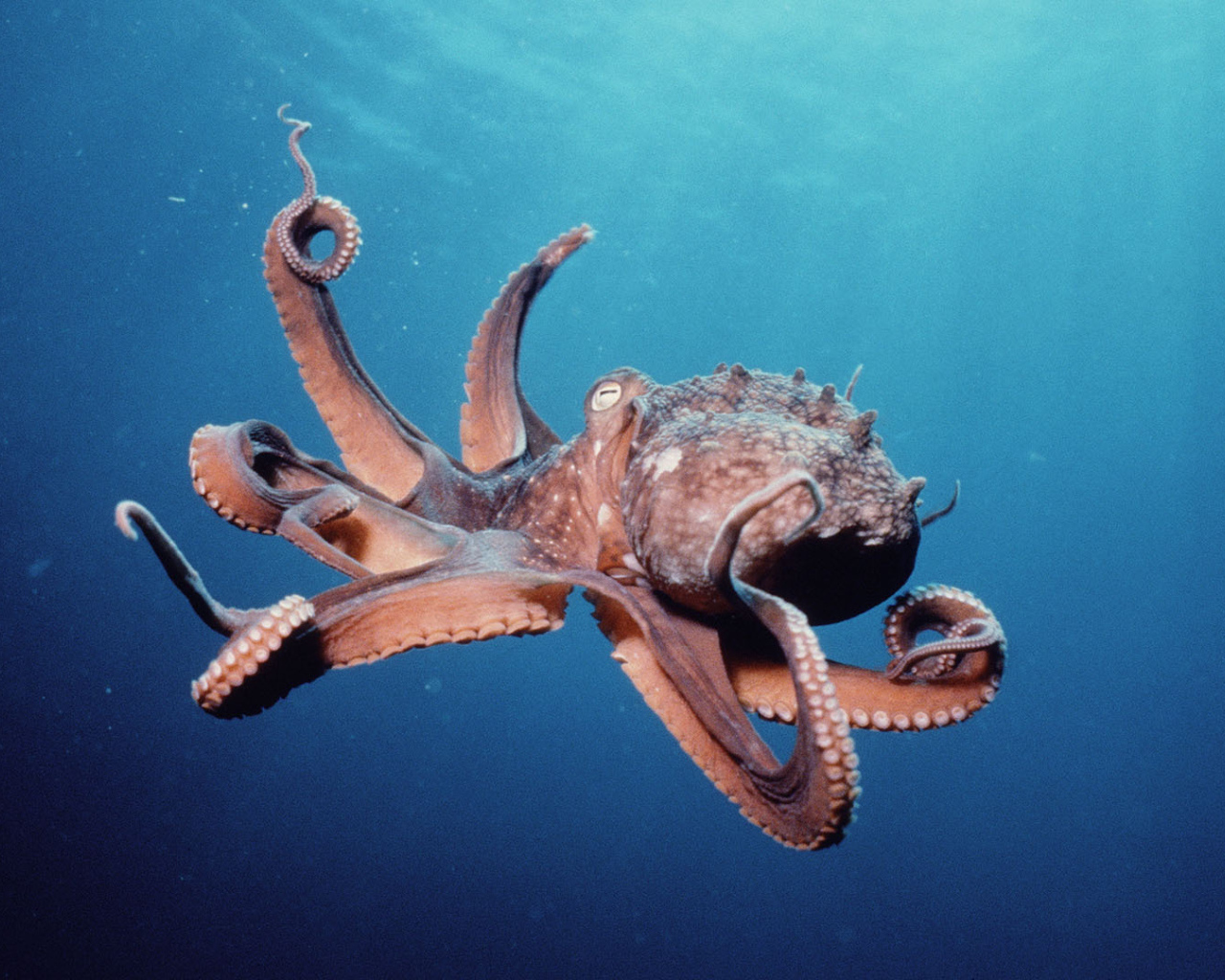 Осьминог в океане