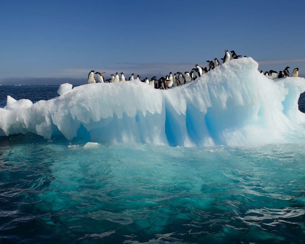 Пингвины на льдине