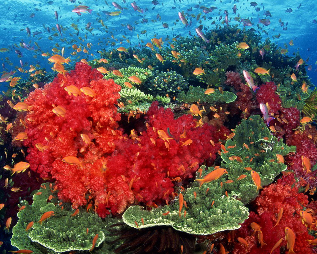 Красные кораллы
