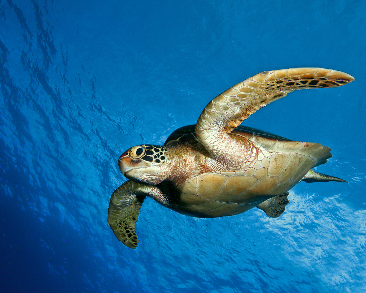 Морская черепаха