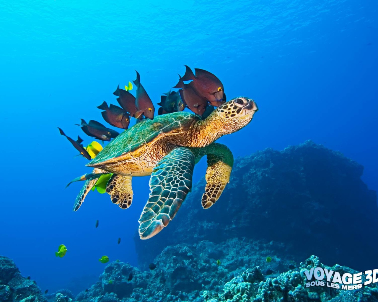 Морская черепаха и рыбы