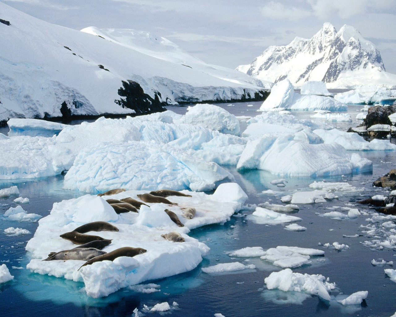 Тюлени лежат на льдине