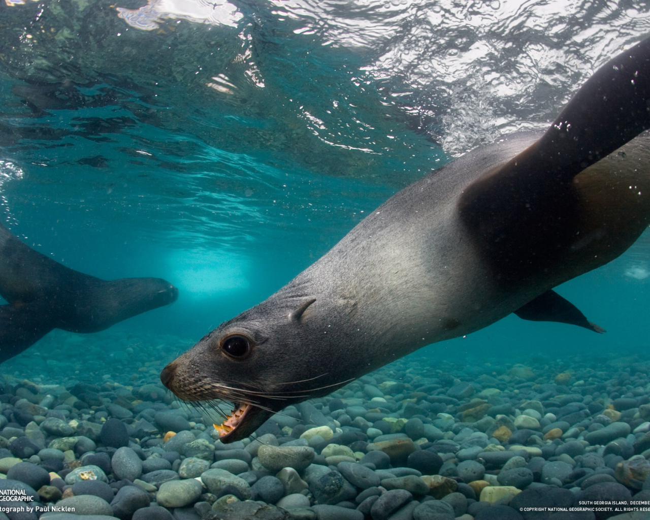 Тюлени под водой