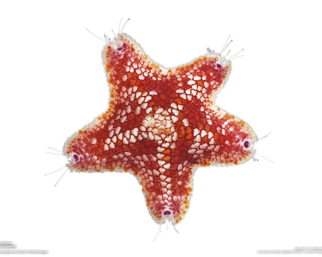 Морская звезда