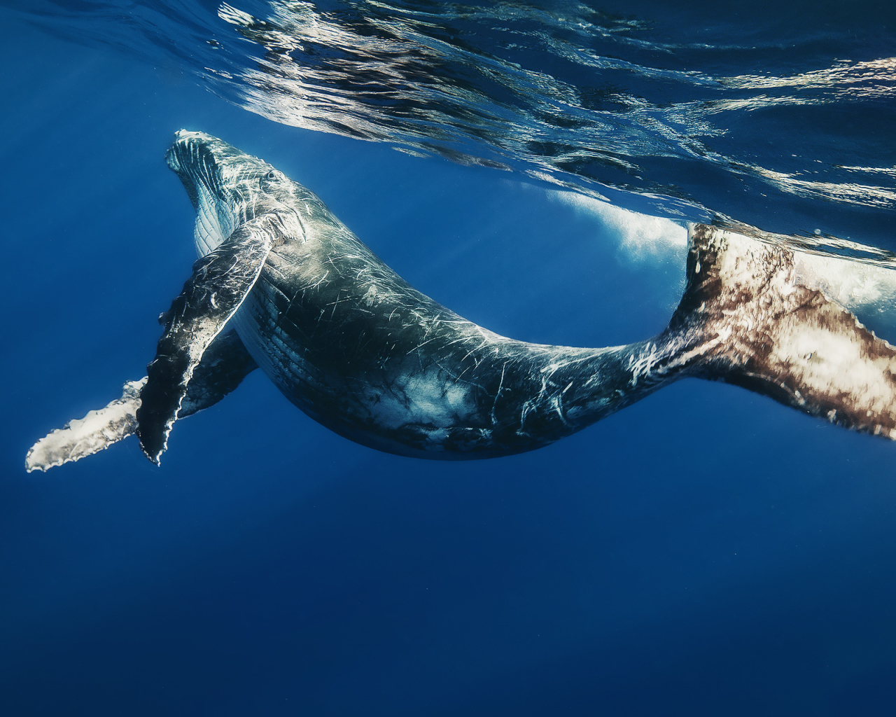 Детеныш кита под водой
