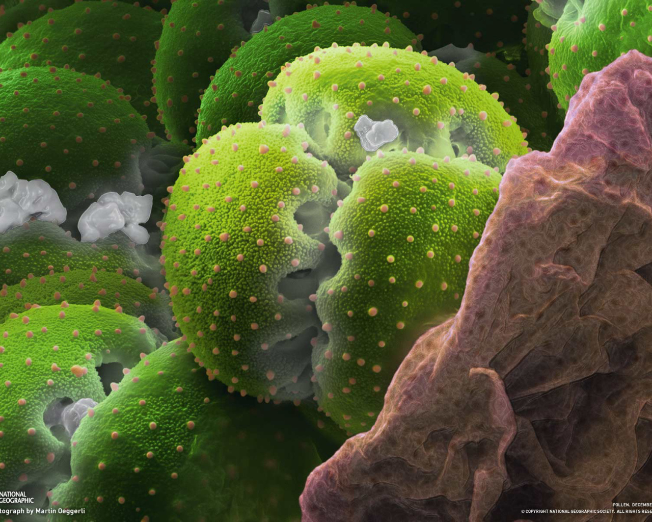 Природа подводного мира