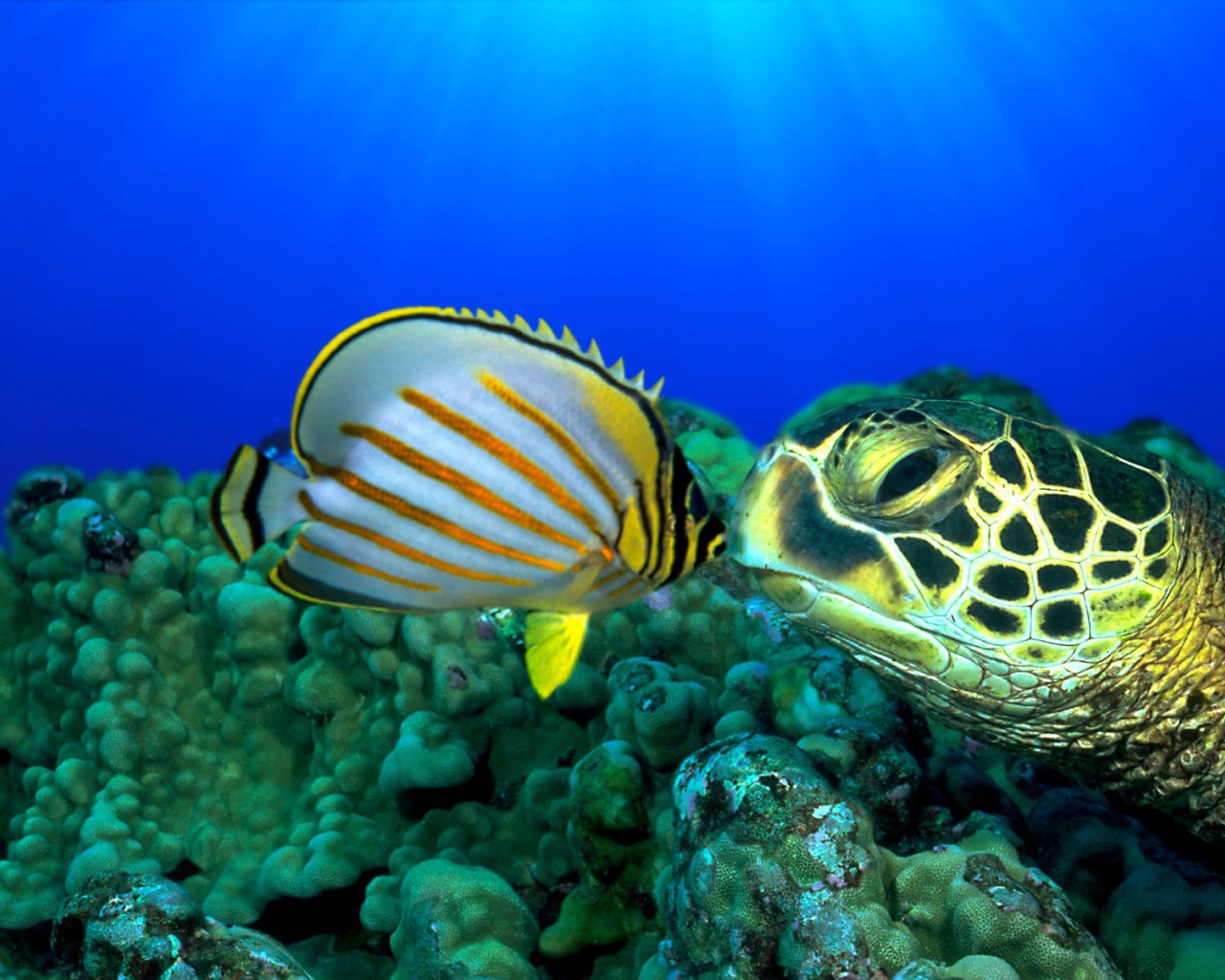 Черепаха и рыба