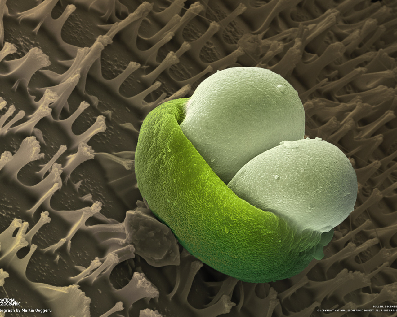 Подводная жизнь