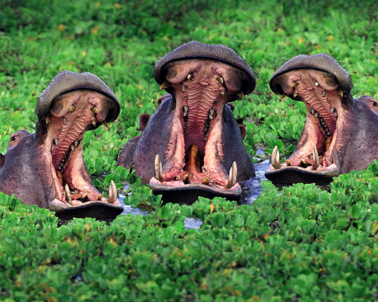 Бегемоты открыли пасть