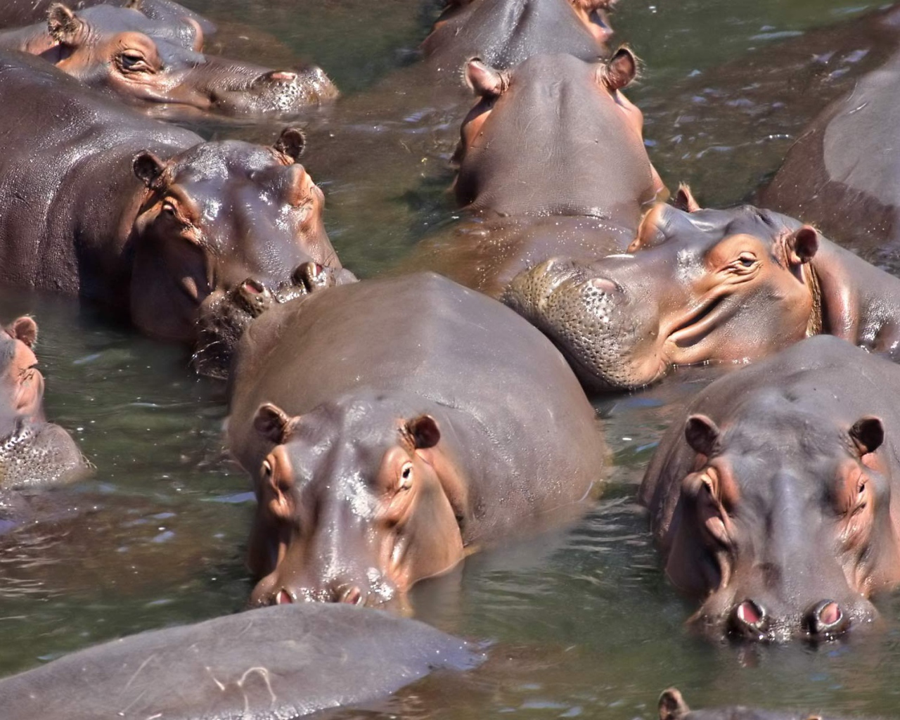 Стадо бегемотов в воде