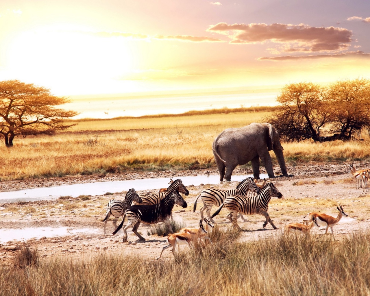 Африканские животные у водопоя