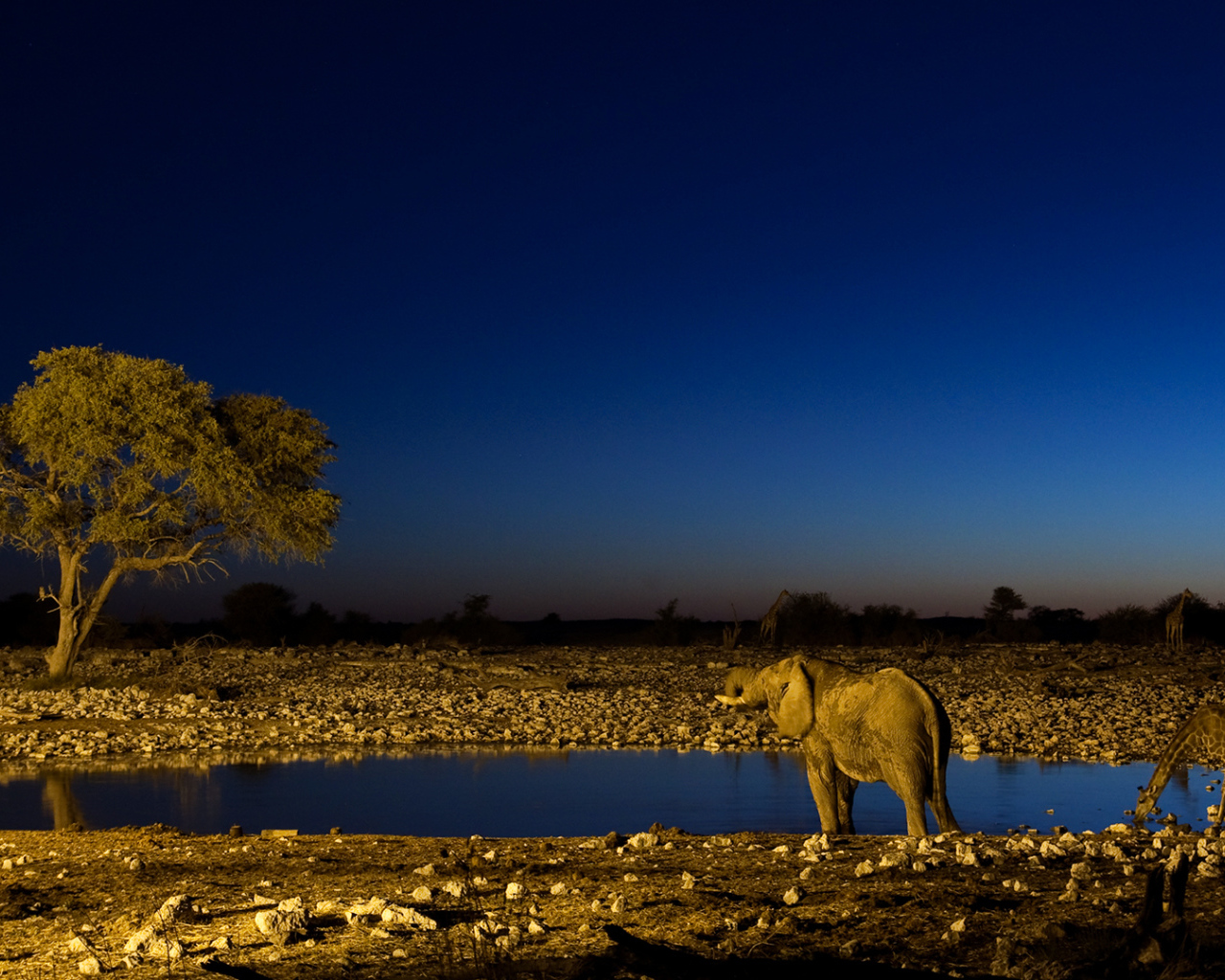 Африканские животные на водопое