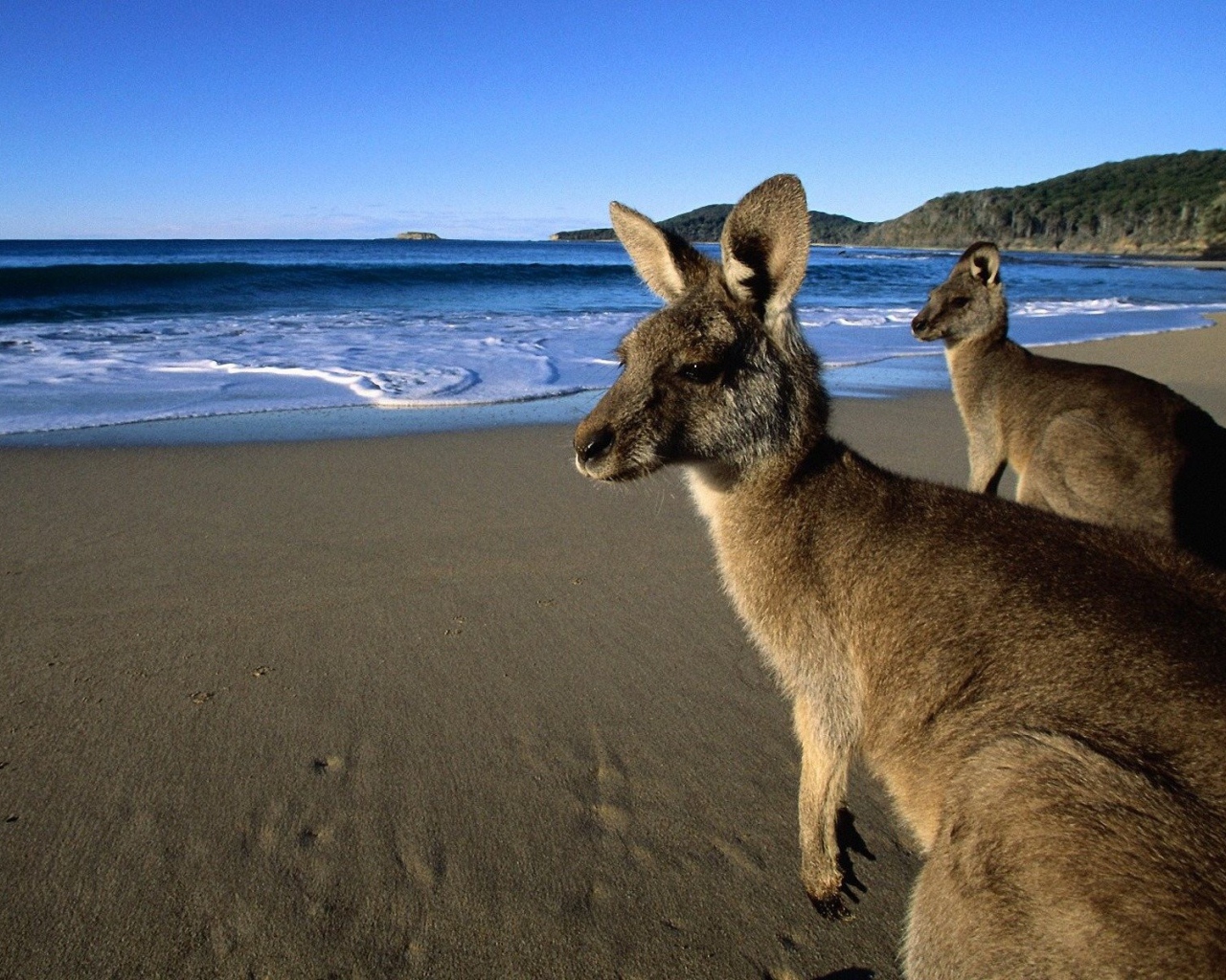 Кенгуру пришли на пляж