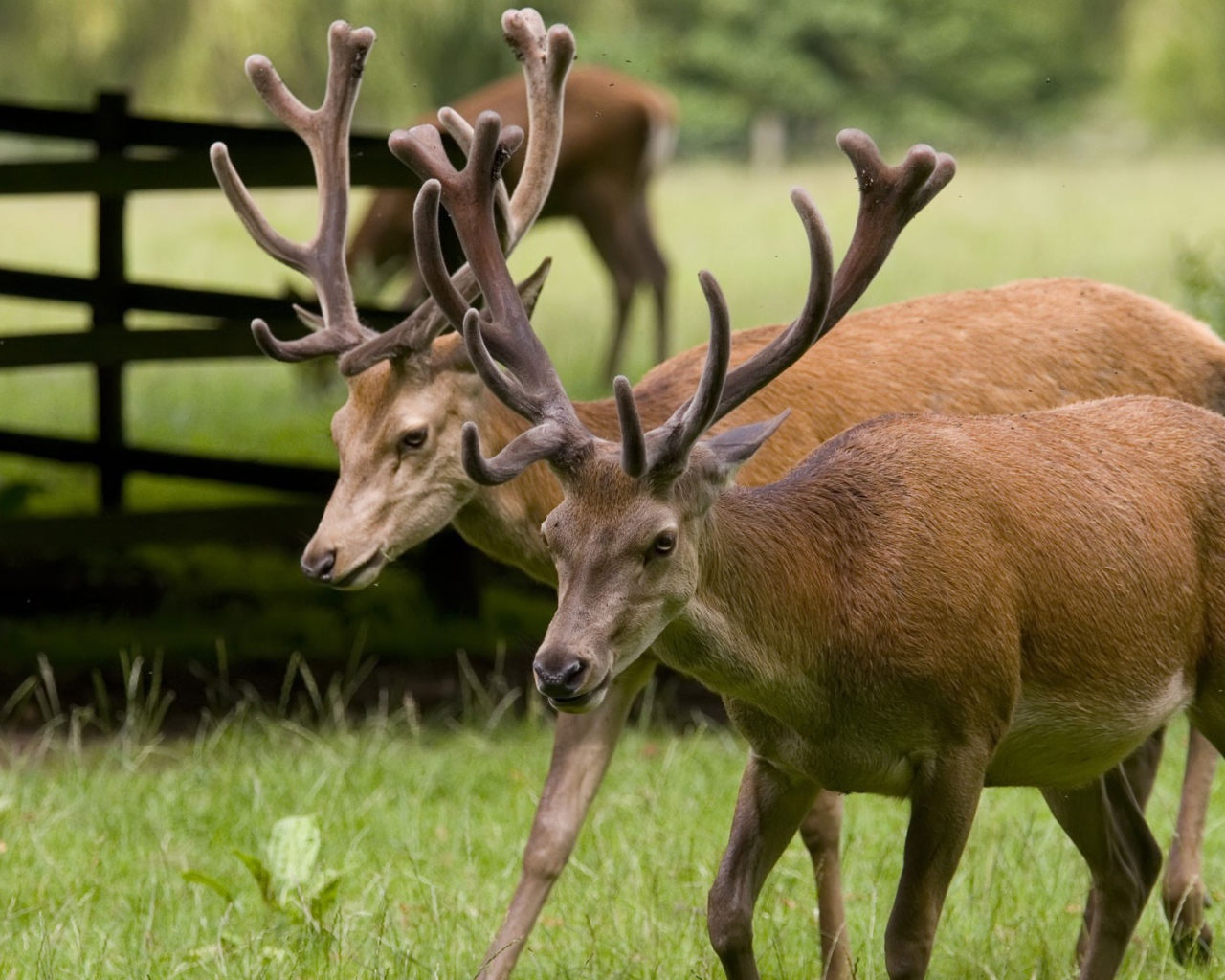 Пара оленей на природе