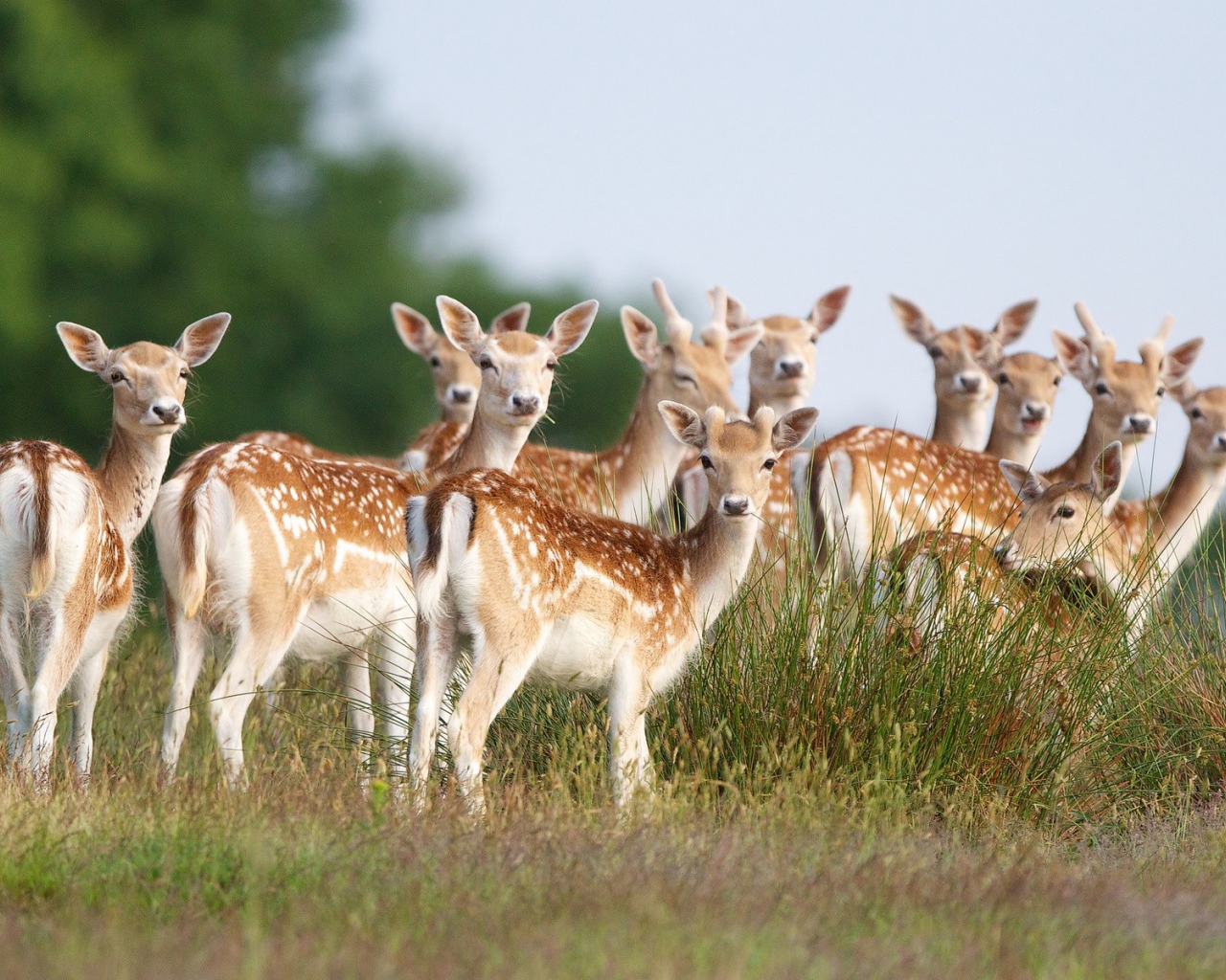 Стадо пятнистых оленей на поле