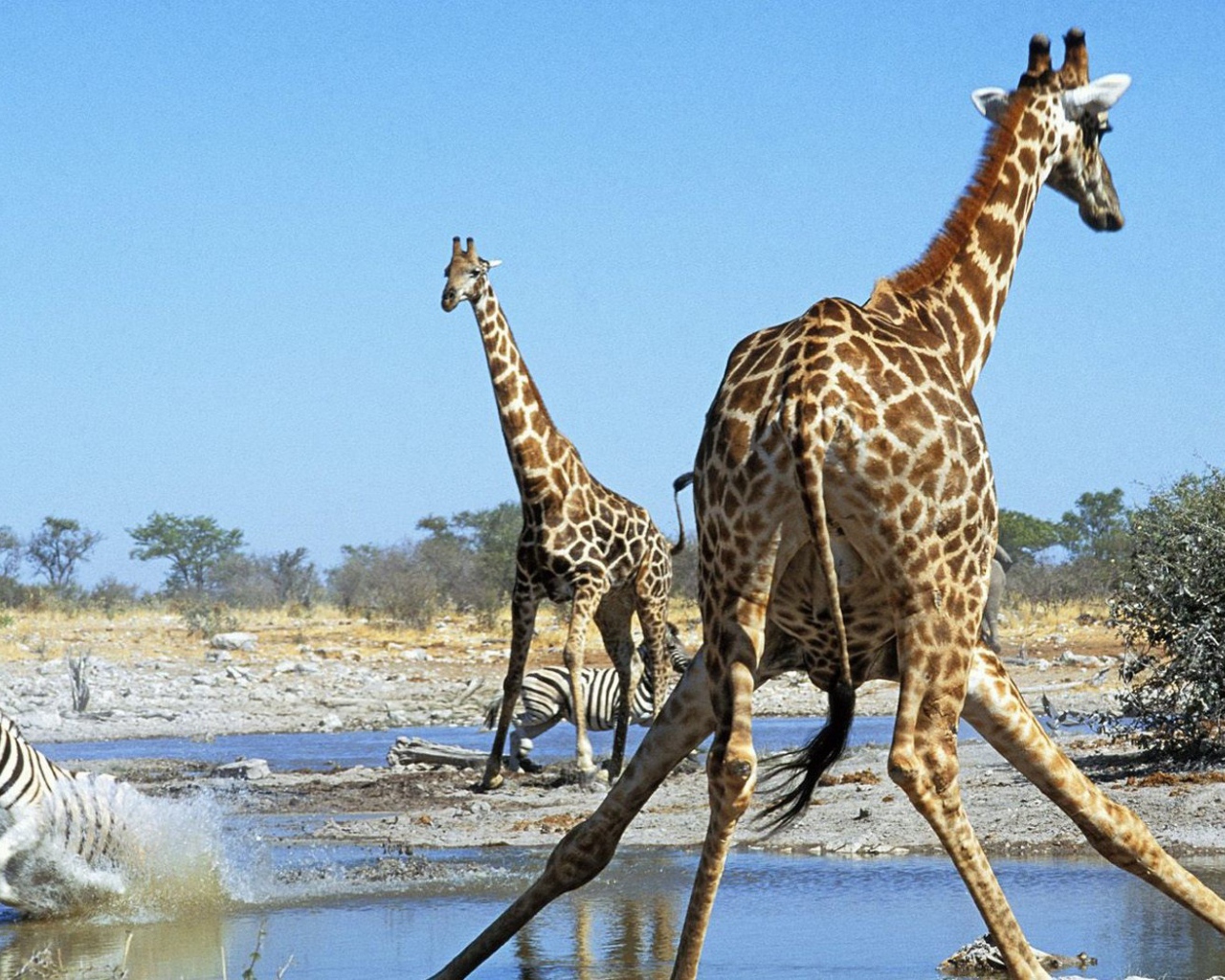 Животные Намибии