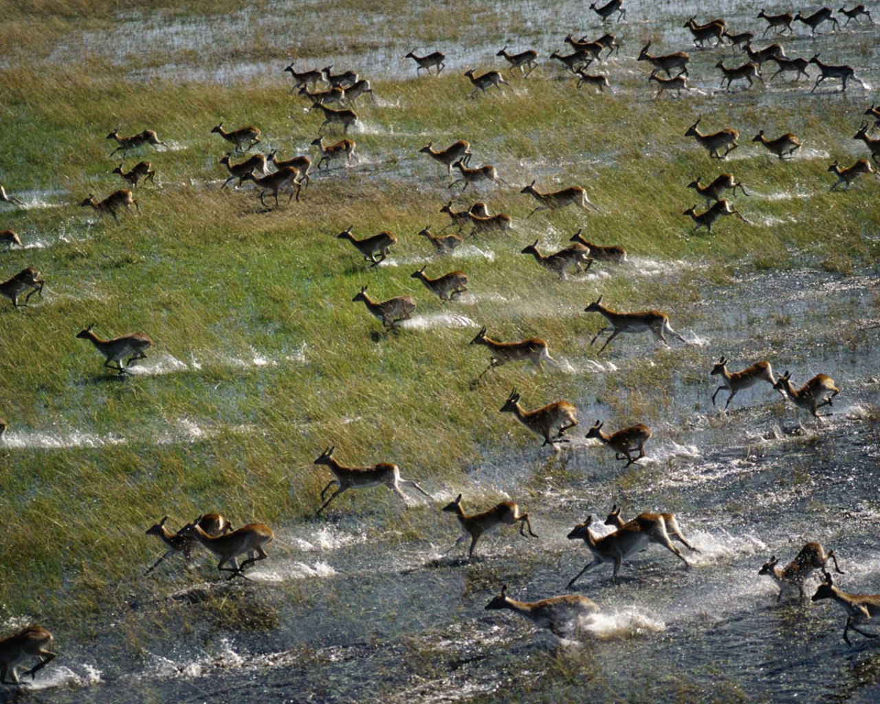 Антилопы бегут по затопленному полю