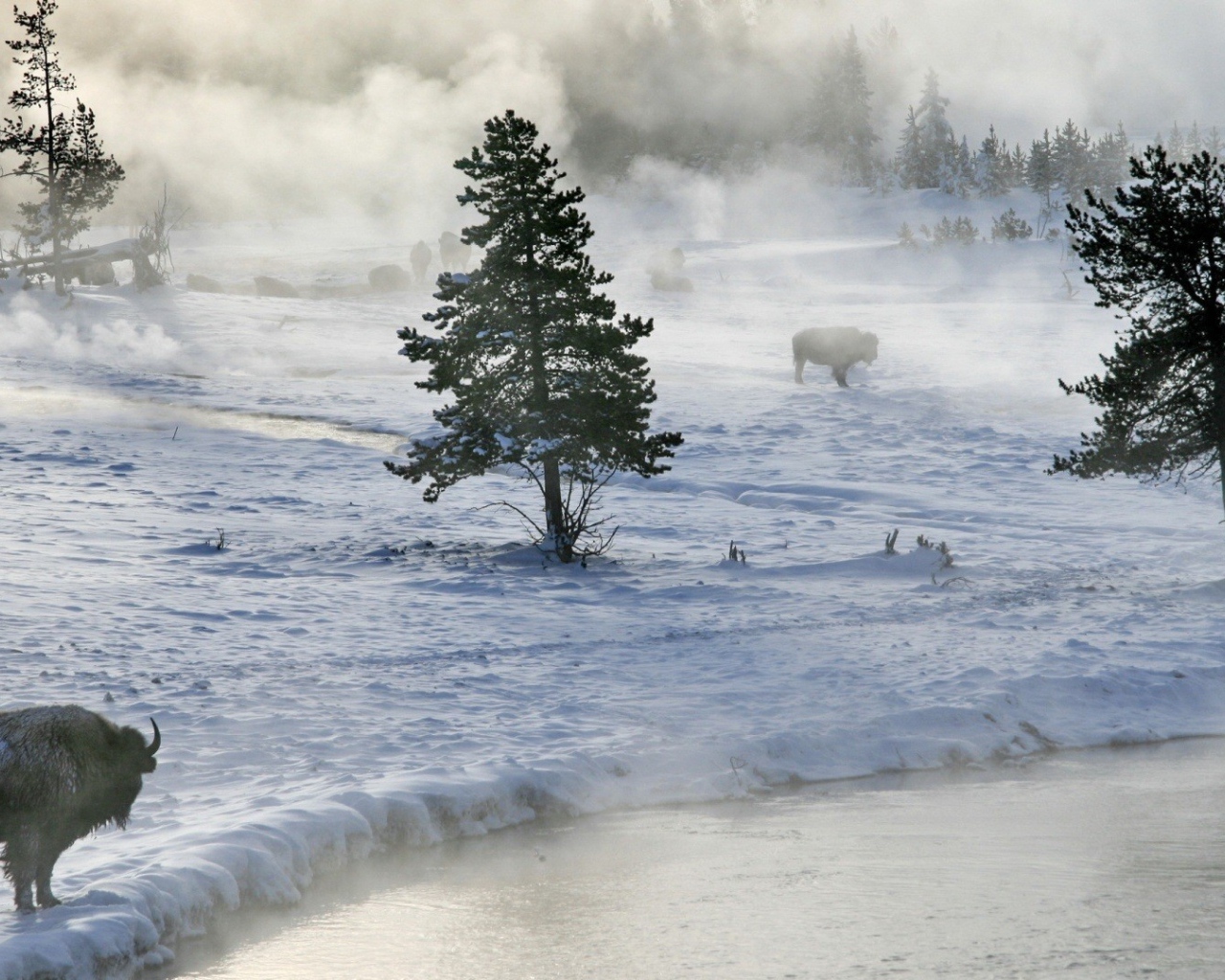Бизоны пасутся на снегу