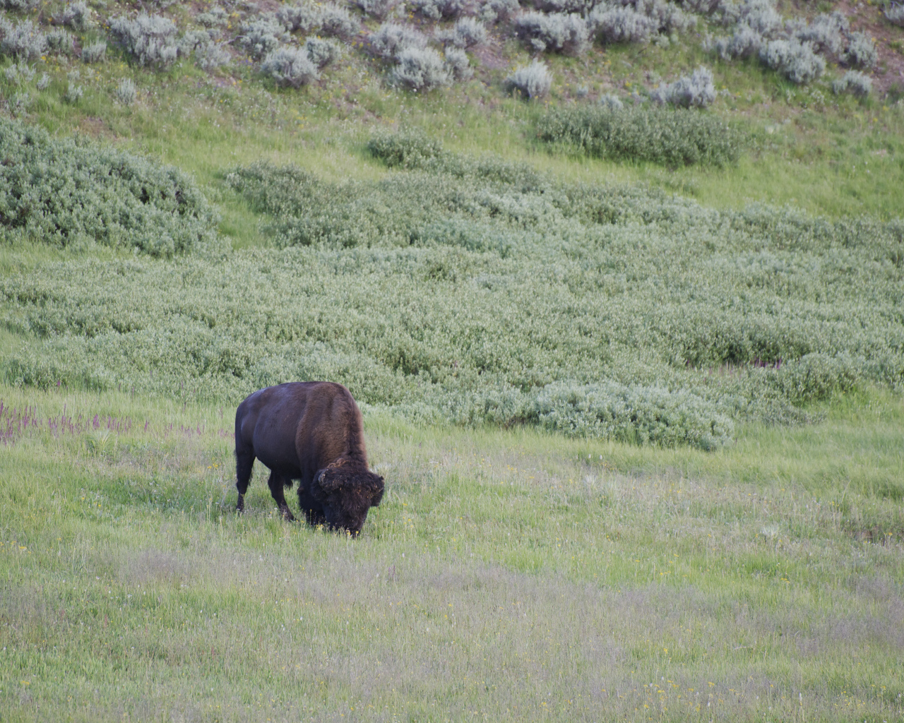 Бизон в дикой природе