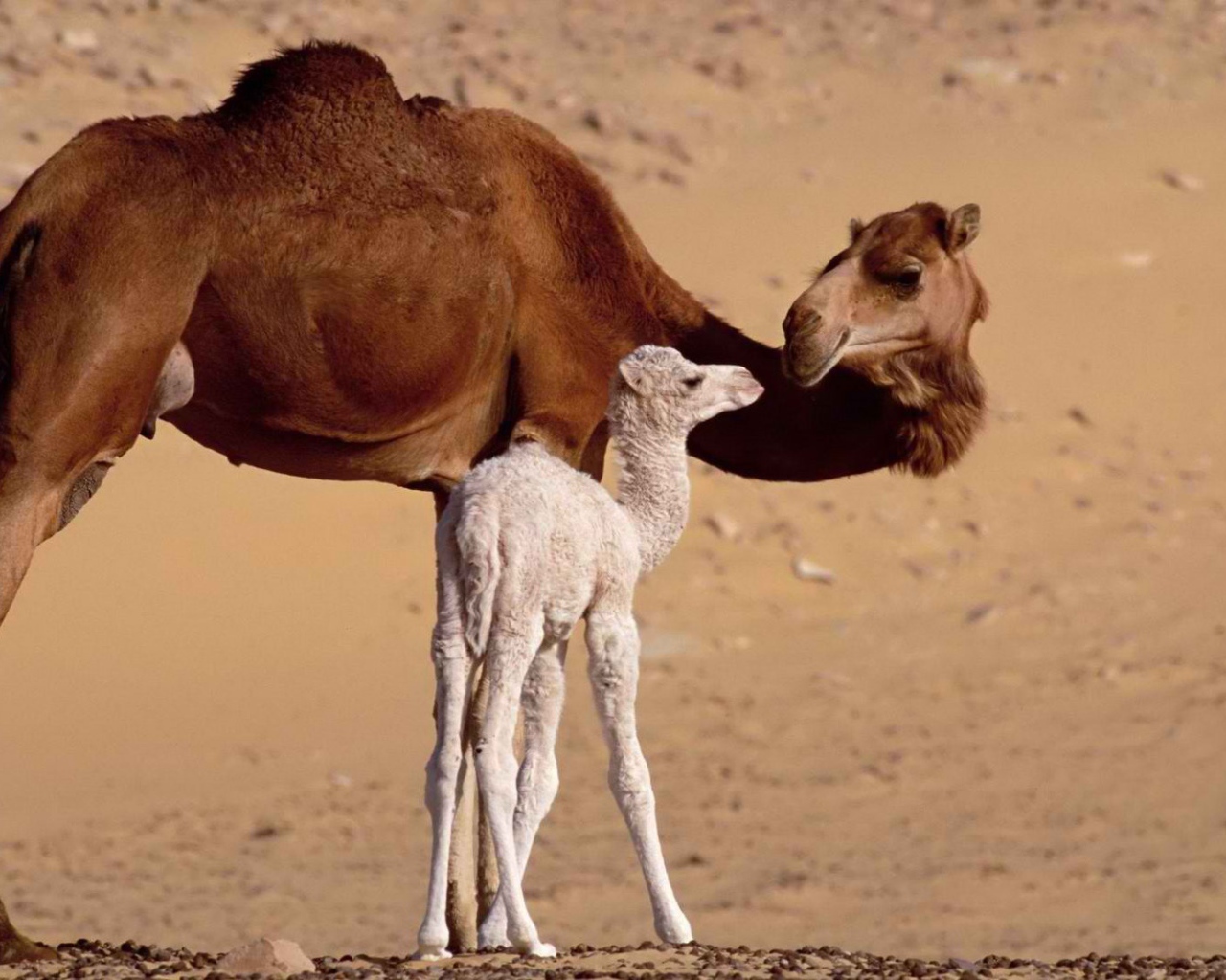 Верблюд с верблюжонком