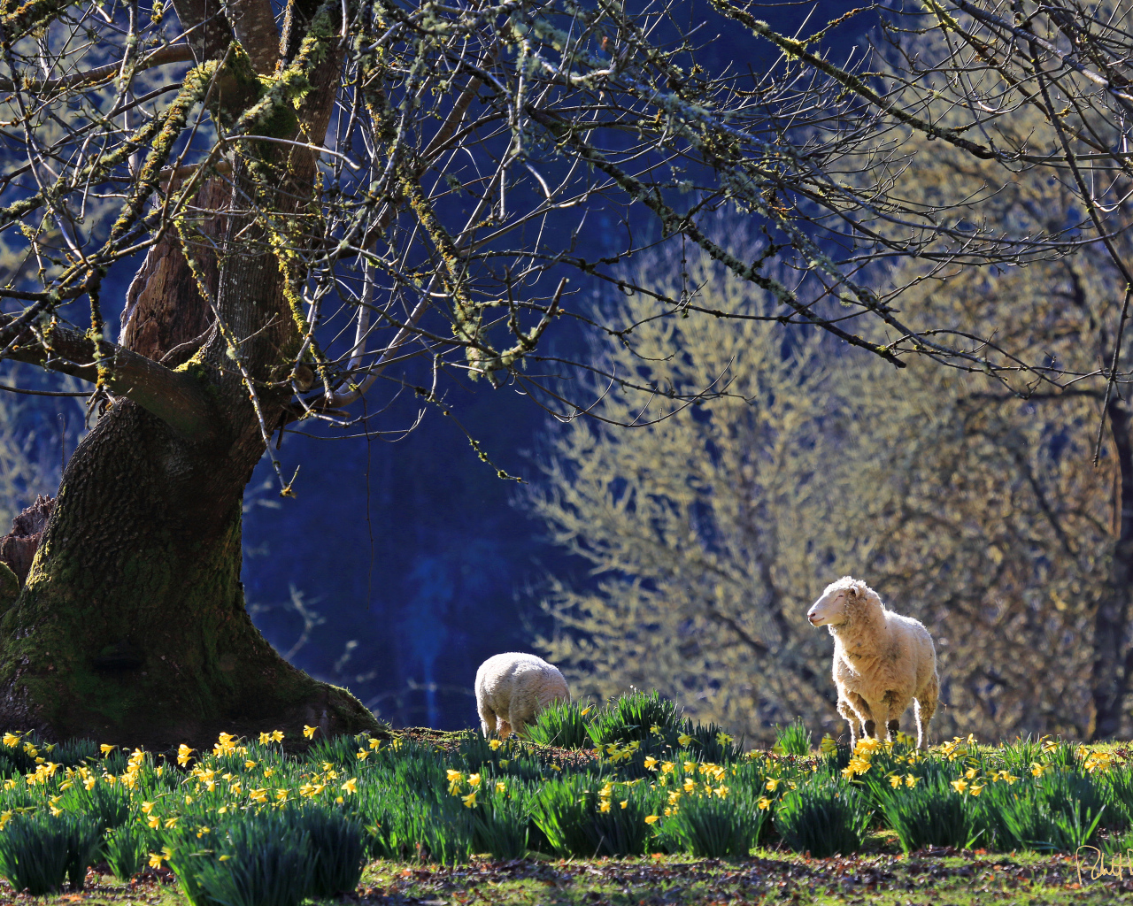 Нарциссы и ягнята