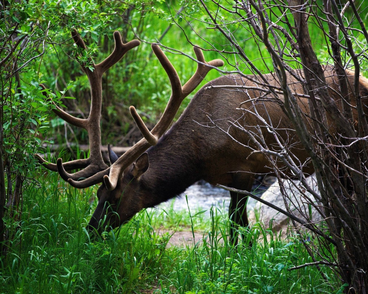 Олень ест траву
