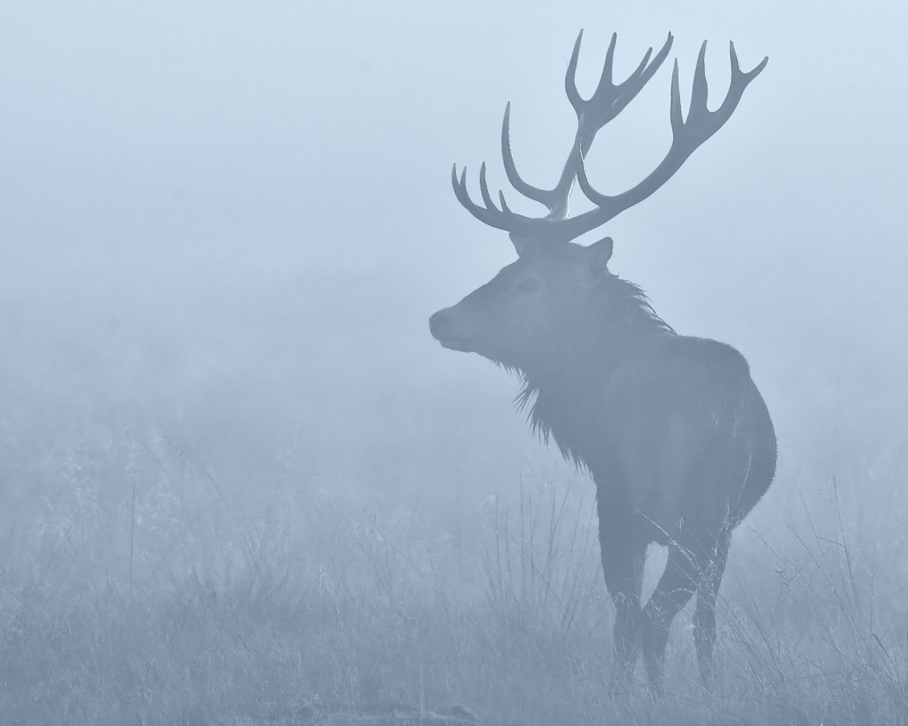 Deer in the morning mist