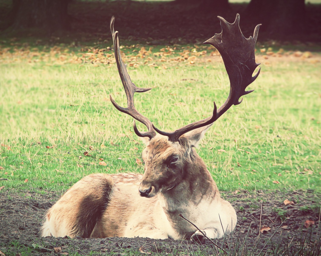 Олень лежит на земле