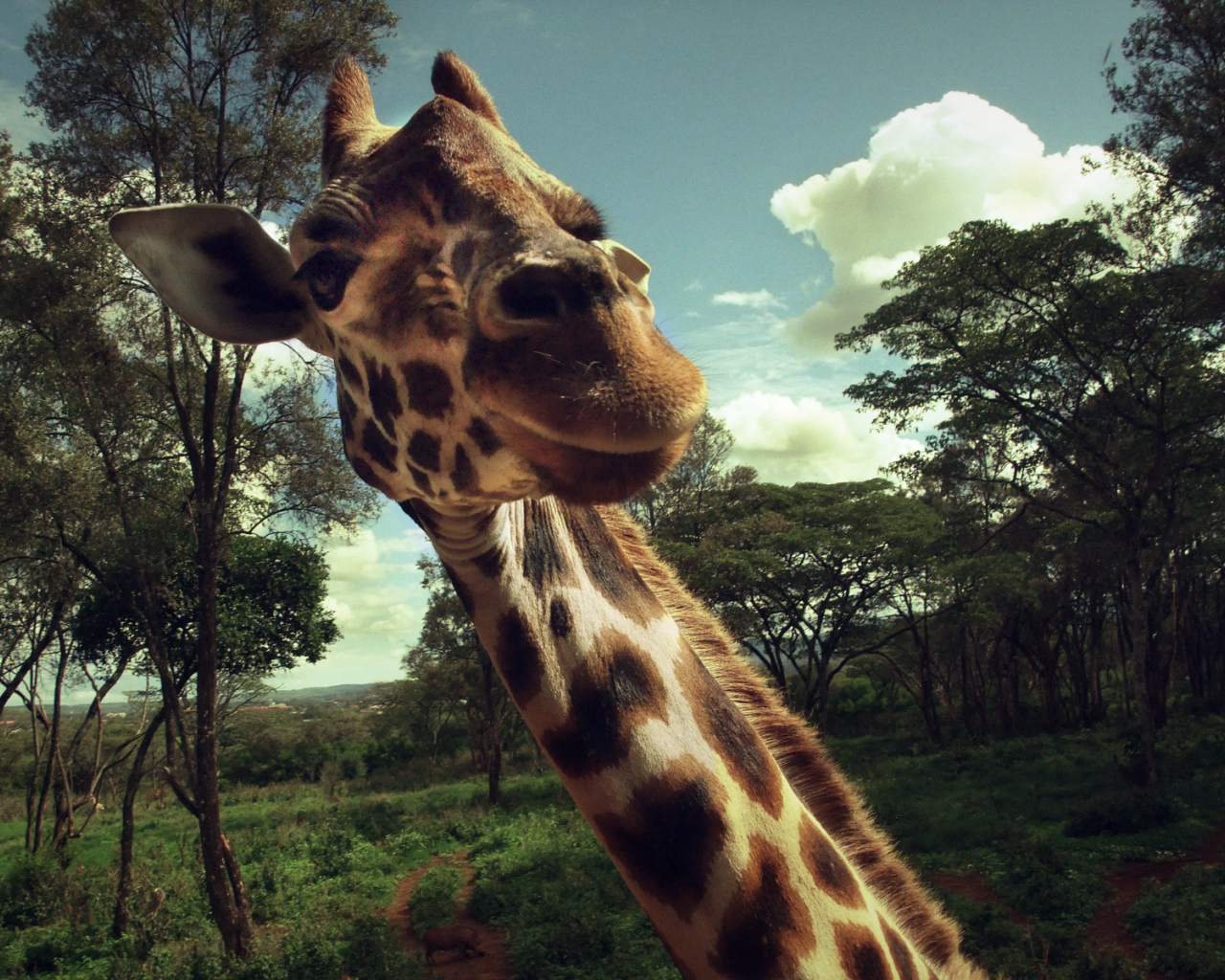 Жираф позирует