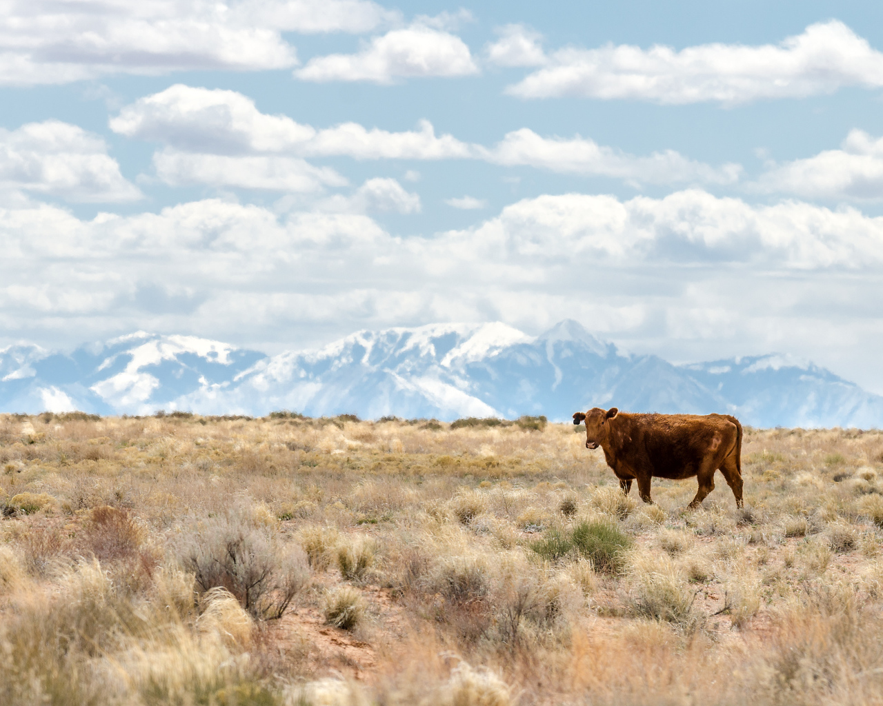 Одинокая корова на фоне гор