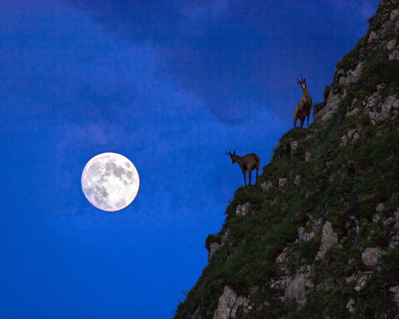 Горные козлы на фоне луны