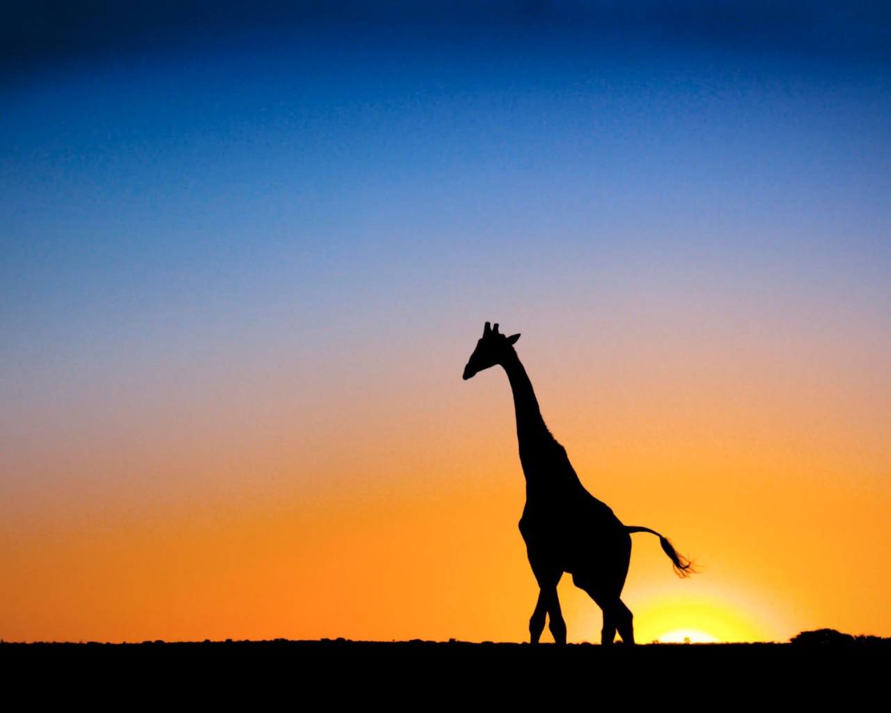 Жираф на закате в Ботсване