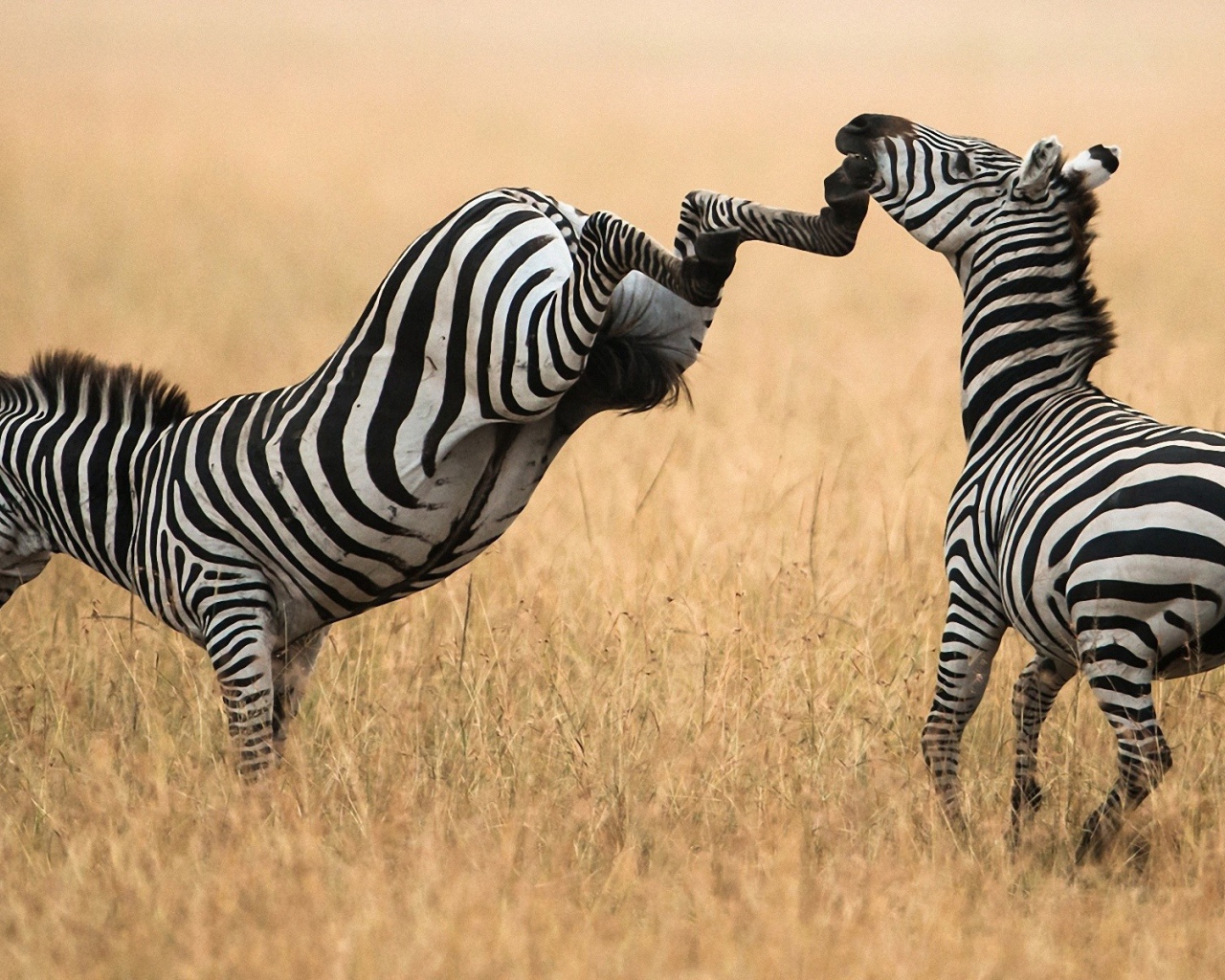 Зебра лягается