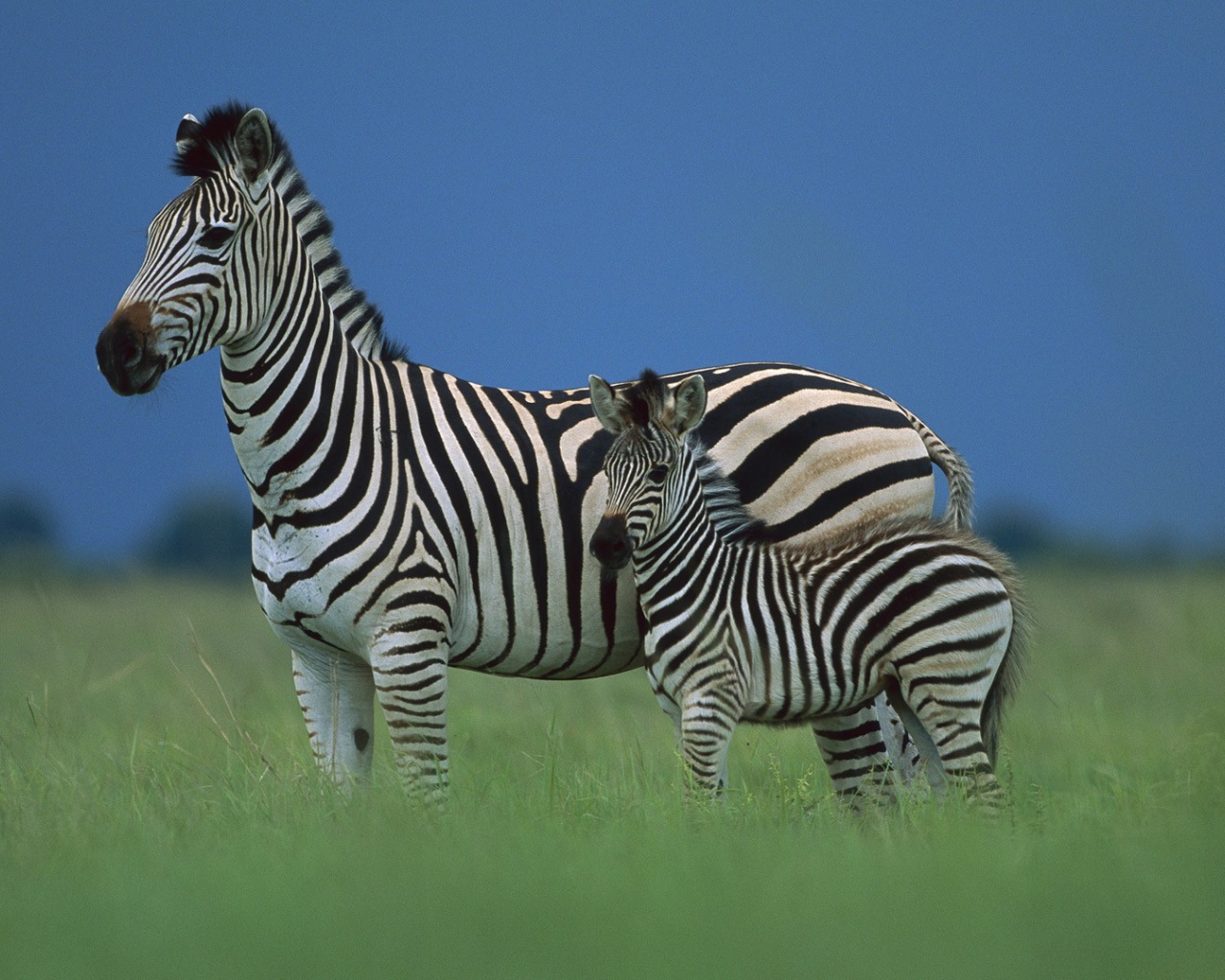Зебра со своим детенышем