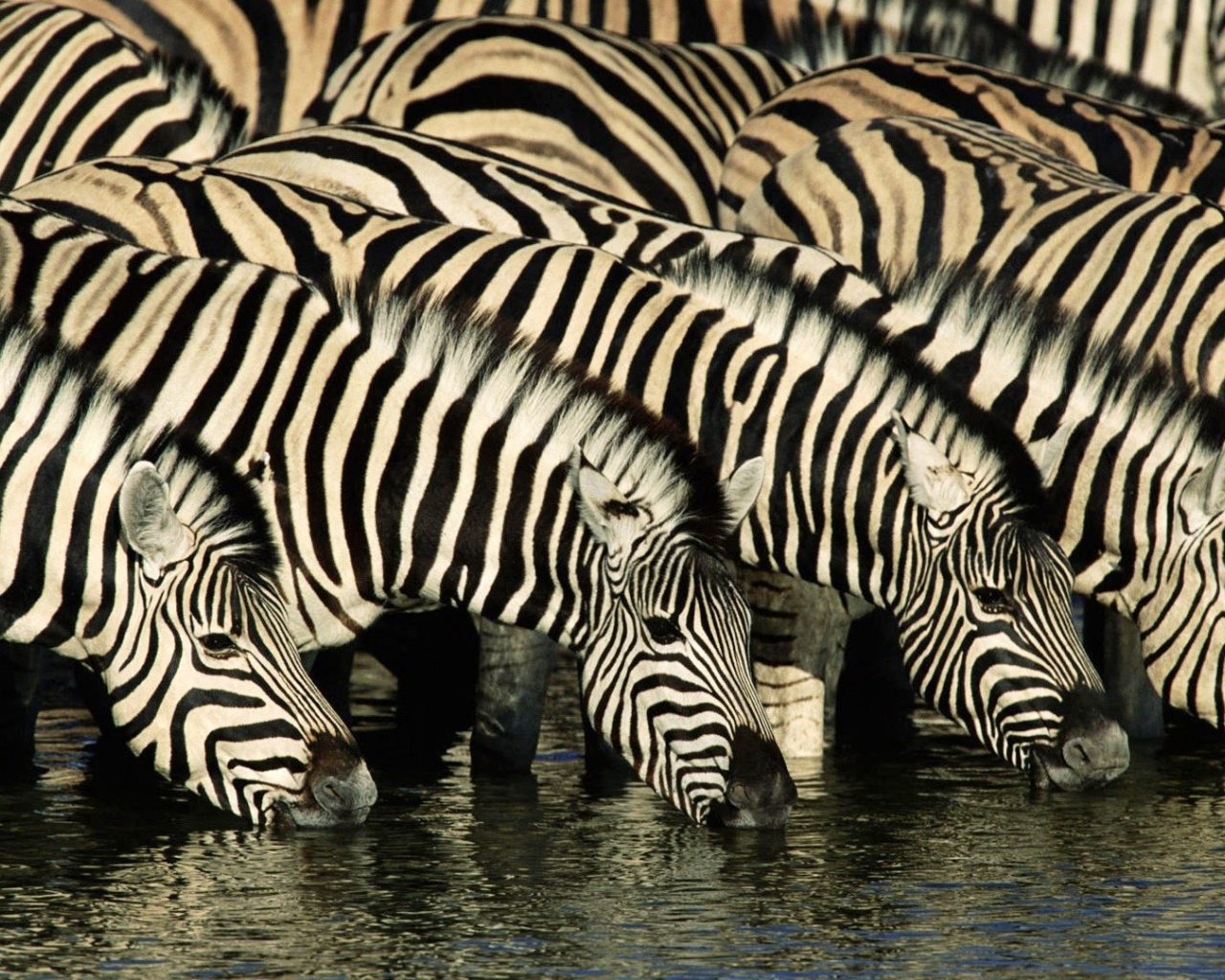 Зебры на водопое