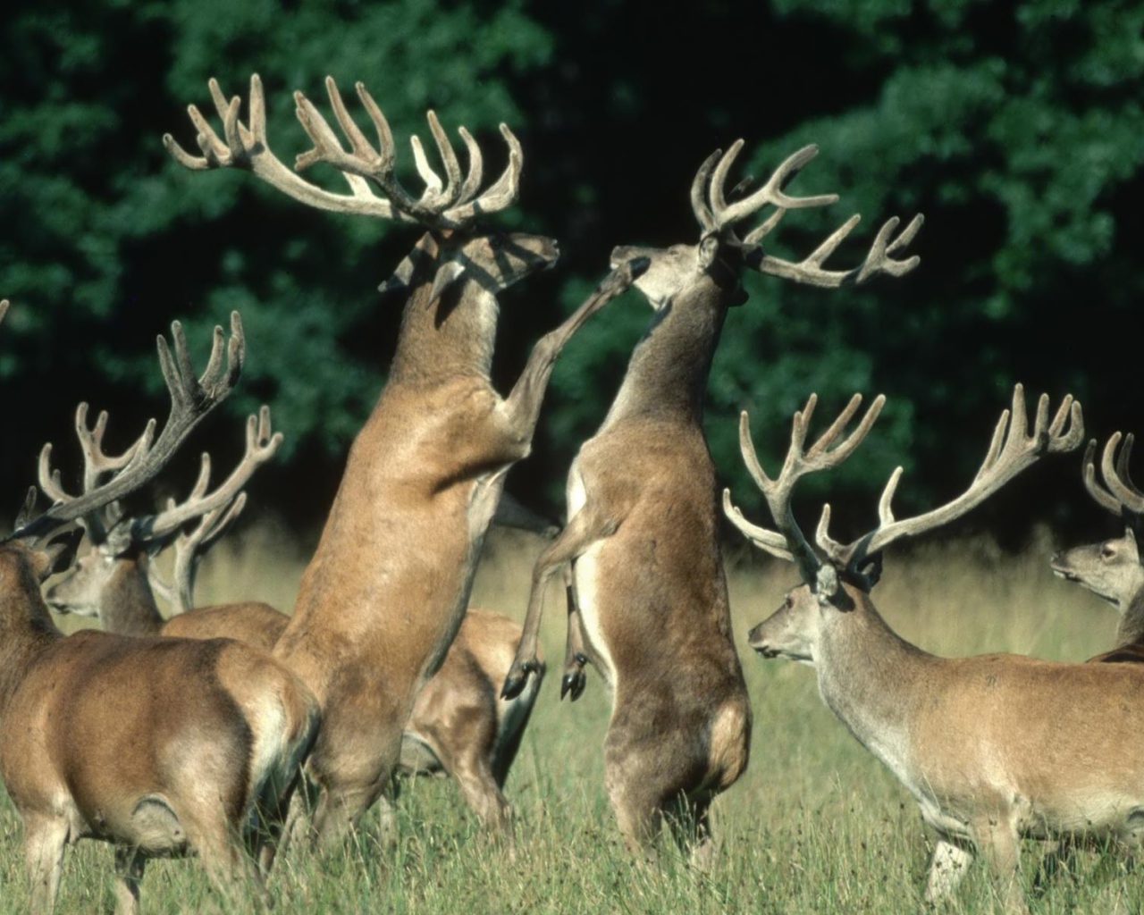 Битва оленей