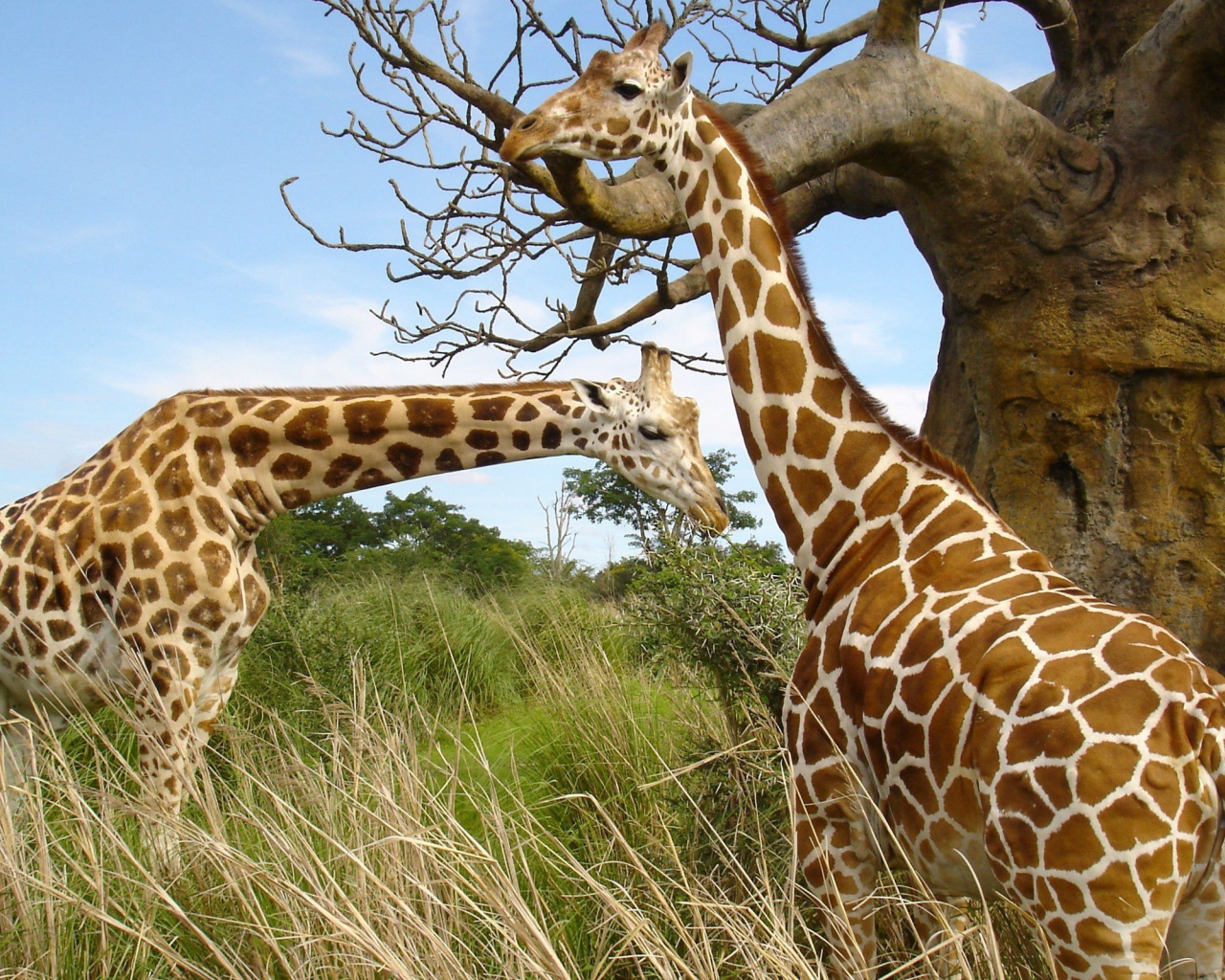 Жирафы у баобаба