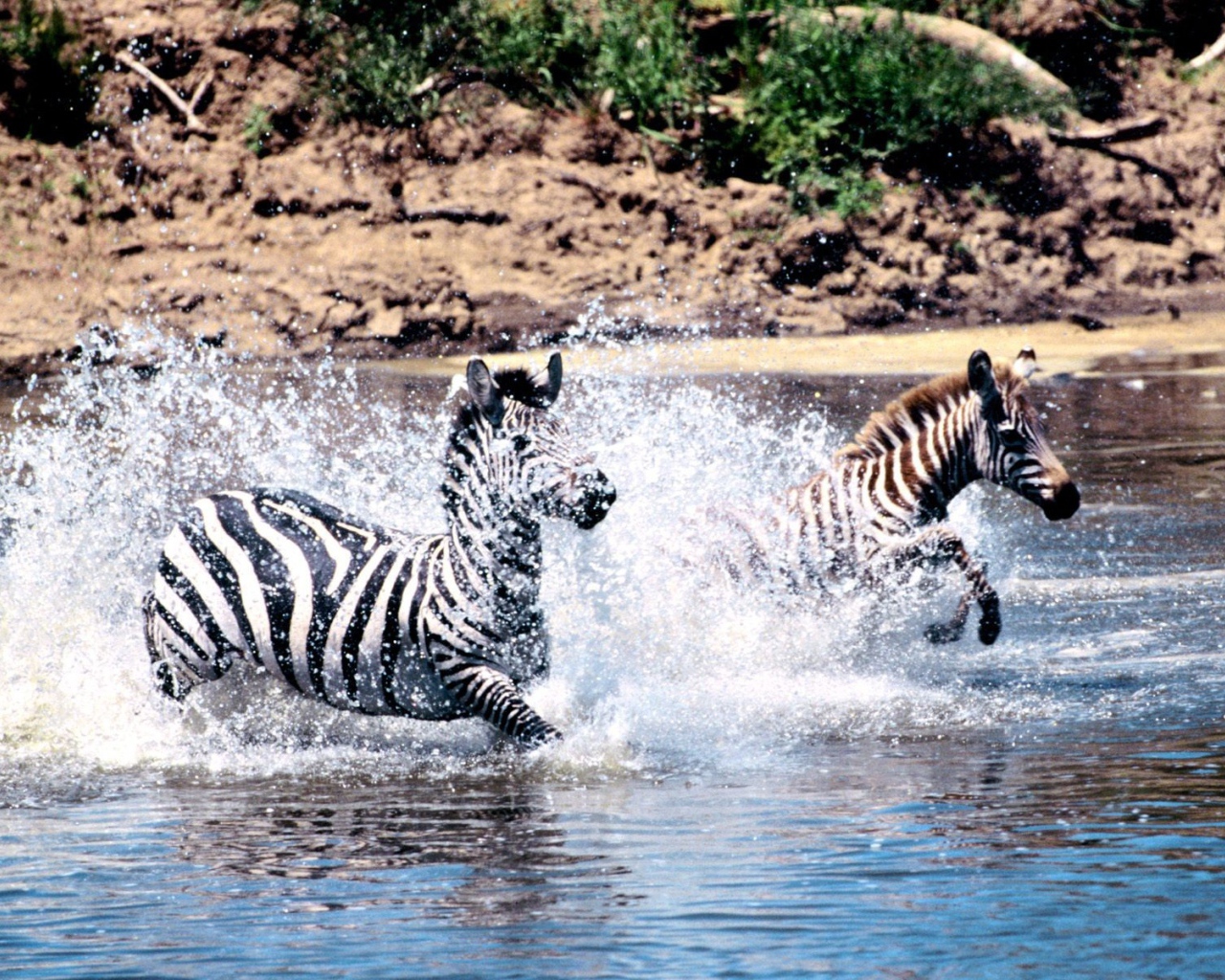 Зебры переходят через реку