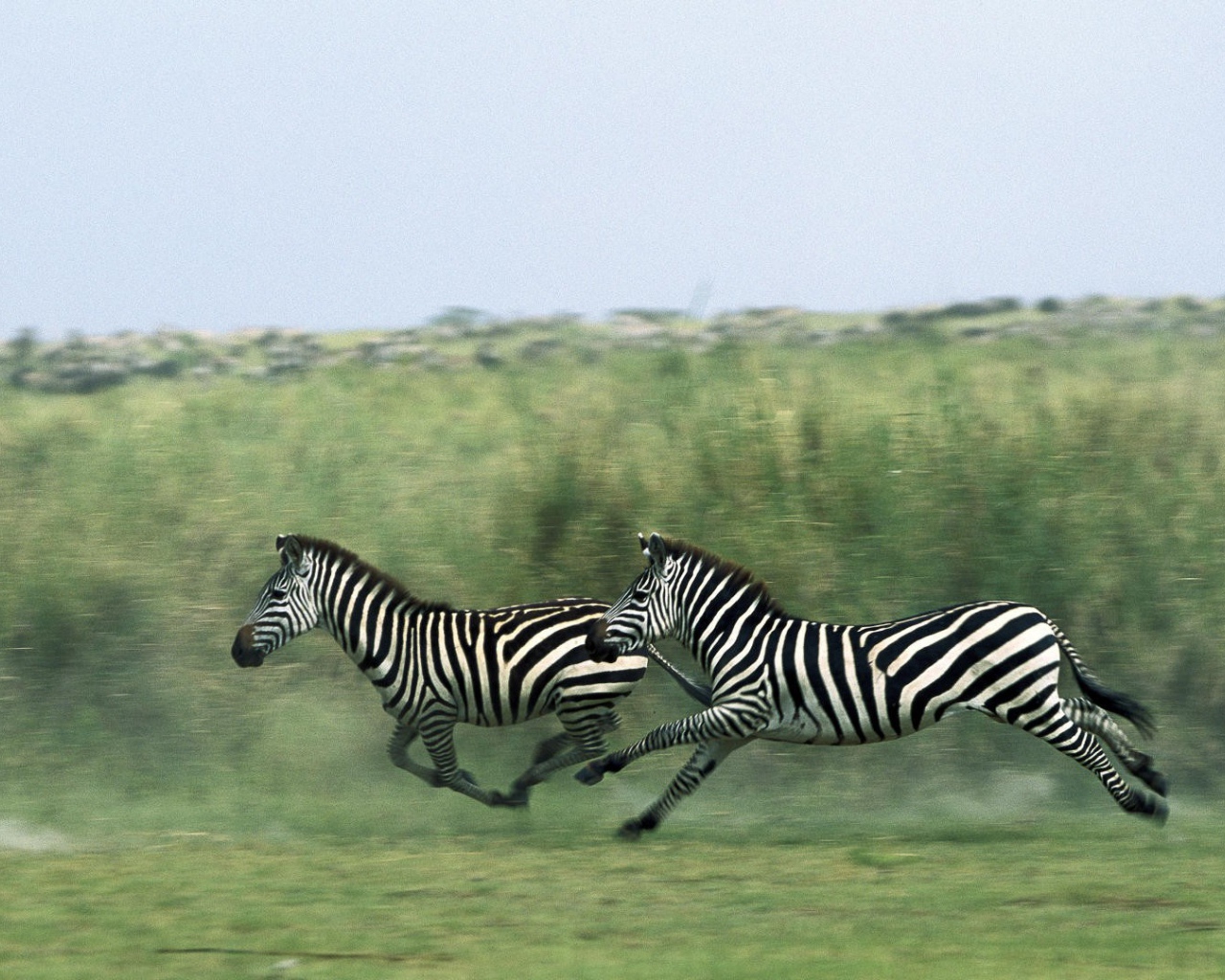 Зебры бегут