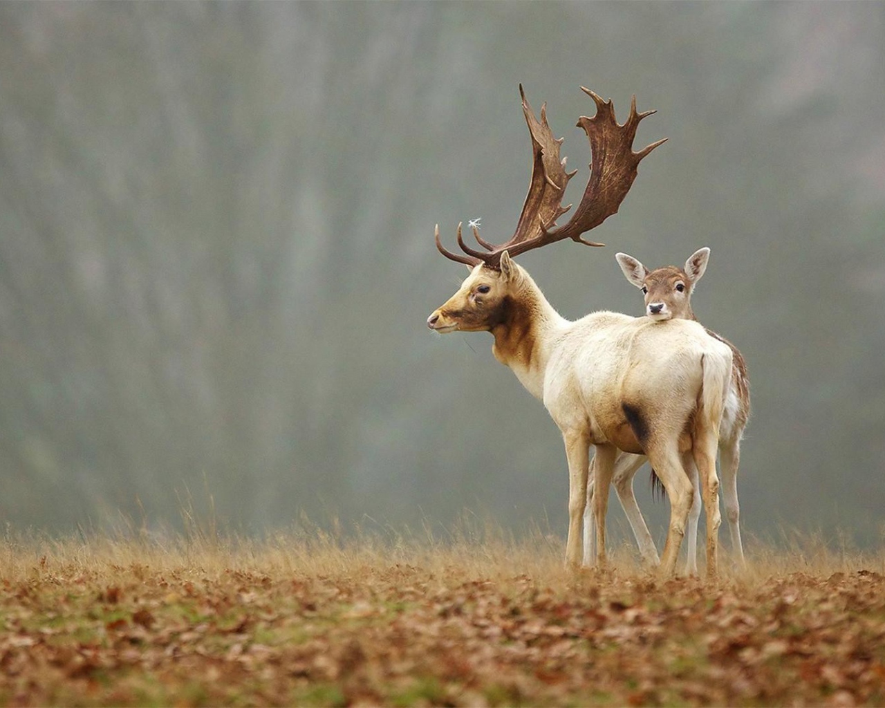 Пара оленей