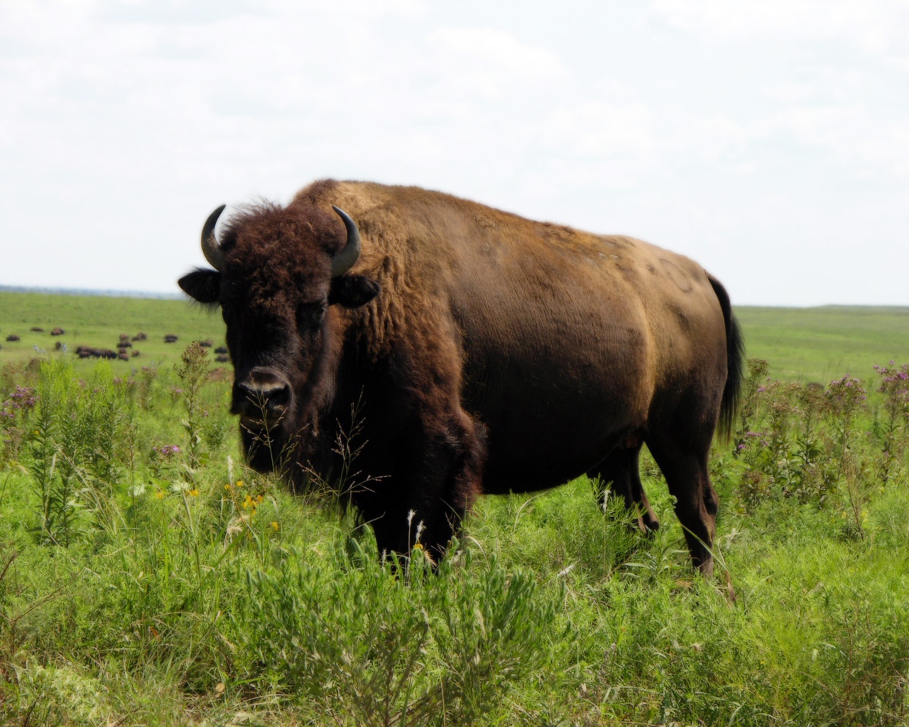 Бизон на природе