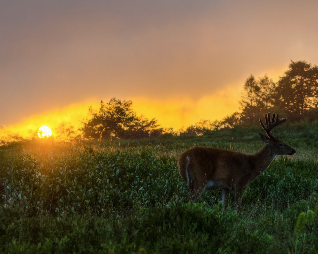 Олень на закате