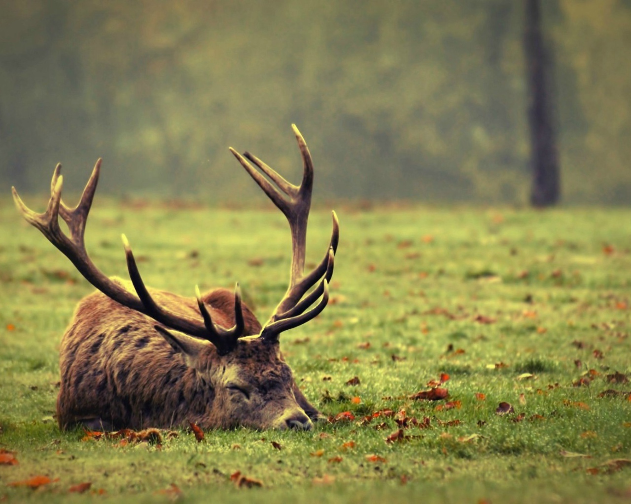 Олень спит на траве