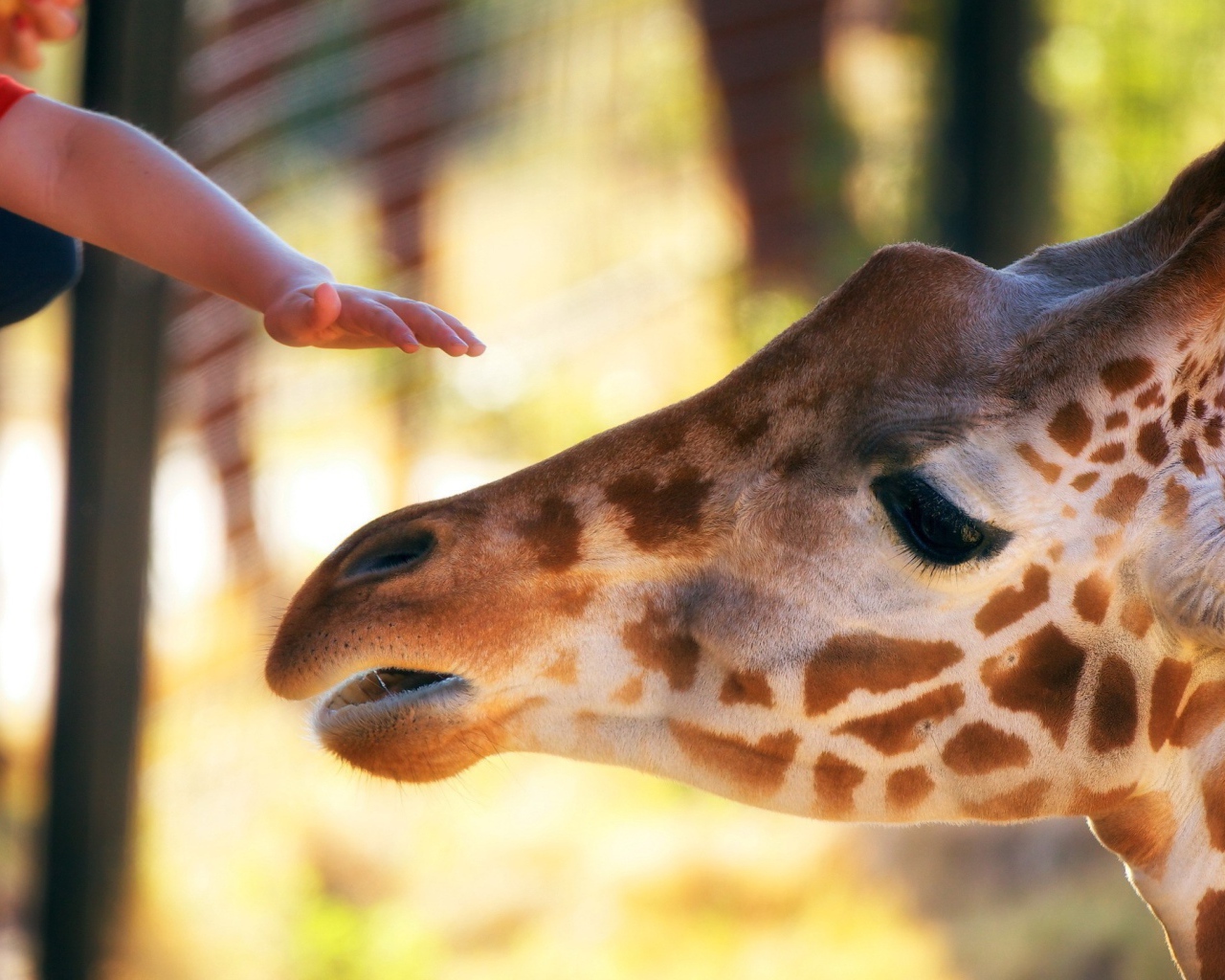Голова жирафа и рука ребенка