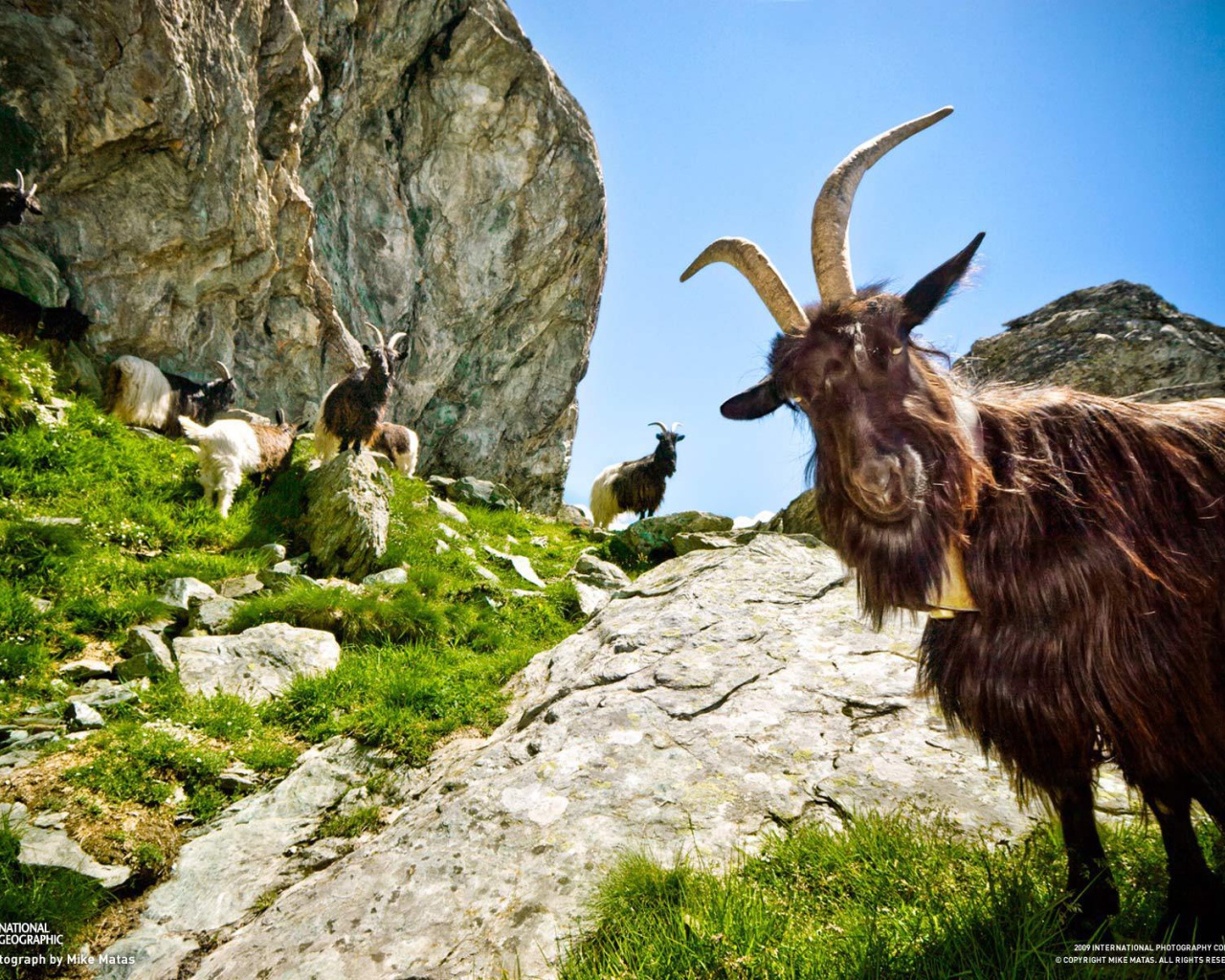 Козы в горах