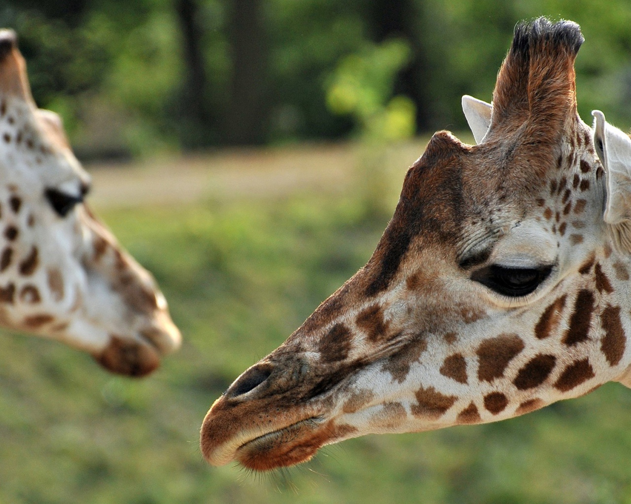 Портрет Жирафа