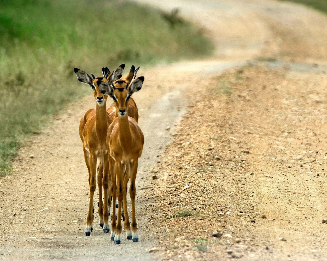 Косули на дороге
