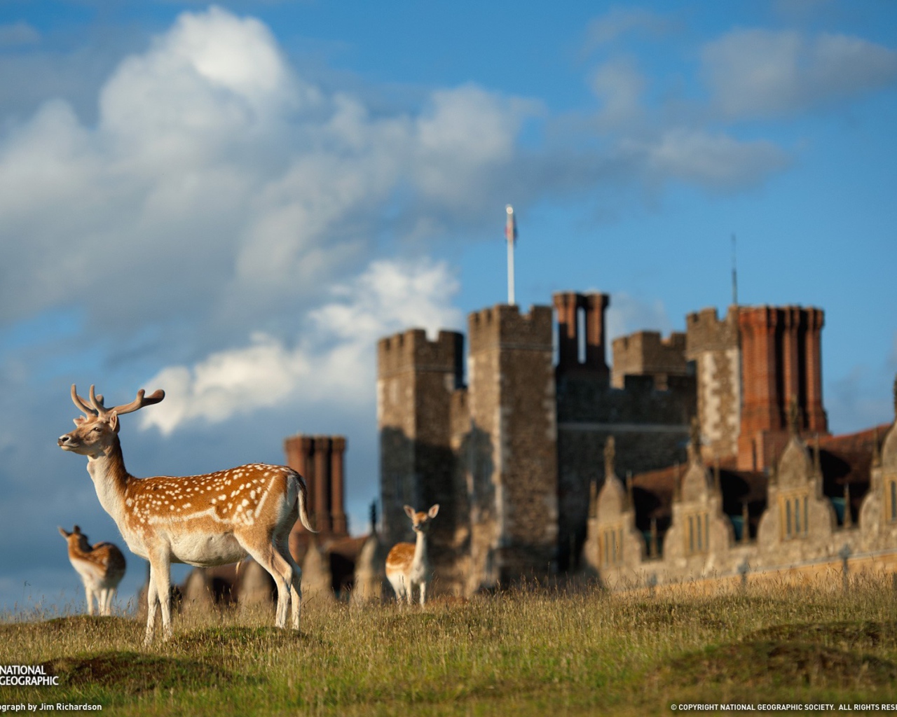 Пятнистые олени